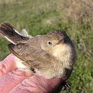 Mindre flugsnappare, Sundre 20100512